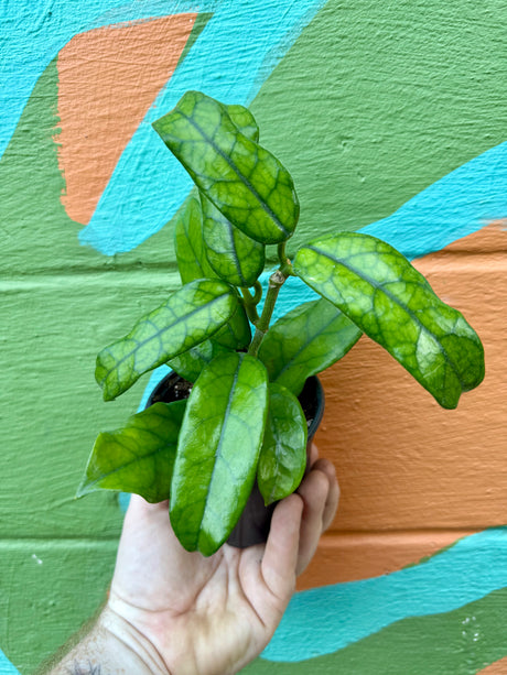 4" Hoya globulosa - Canopy Plant Co.