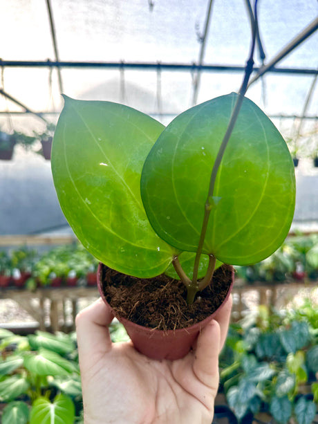 New Under $30 – Page 13 – Canopy Plant Co.