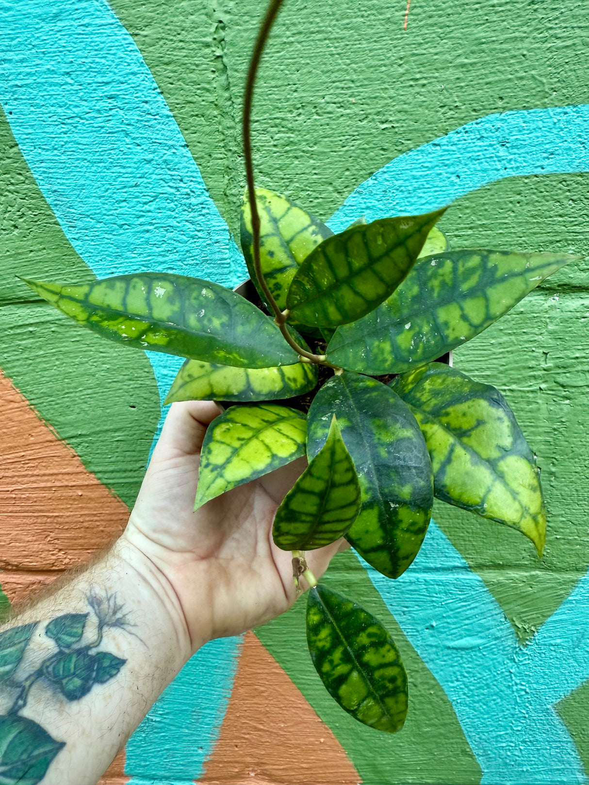5" Hoya callistophylla 'Black Cat'
