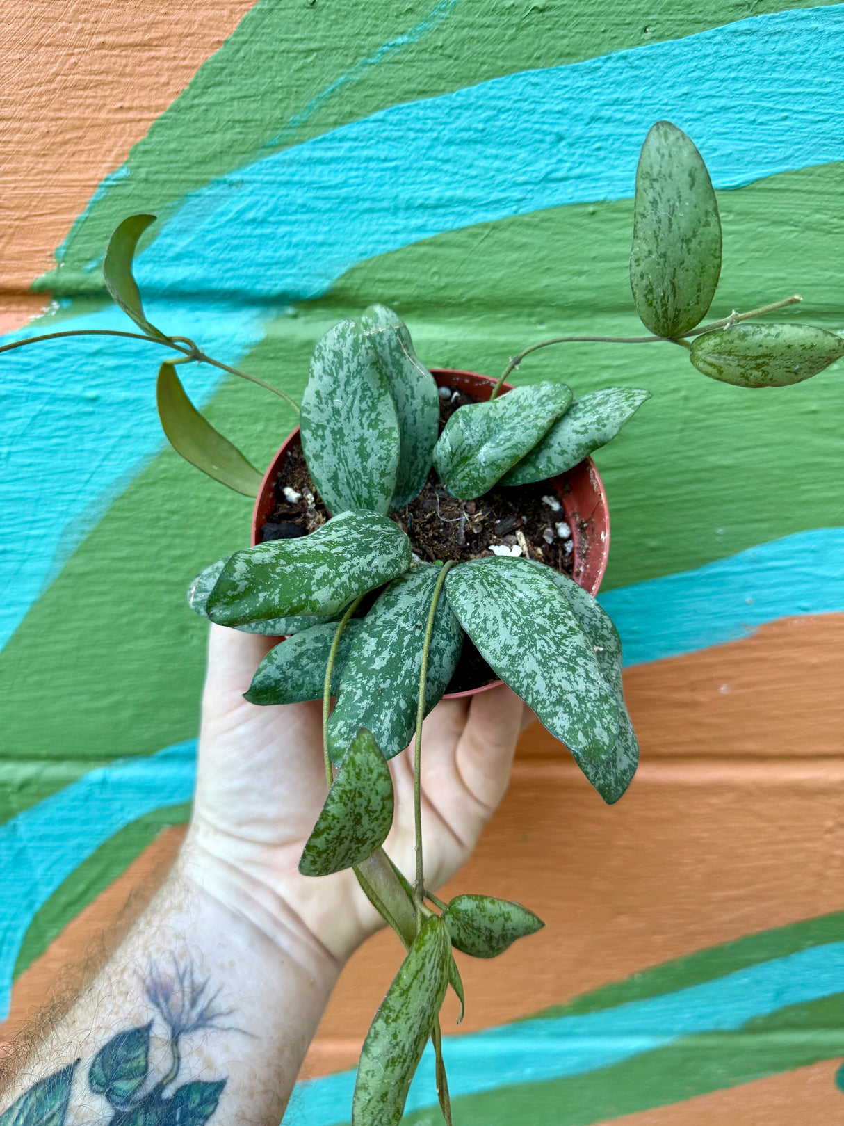 4" Hoya sigillatis sp. Borneo (round form)