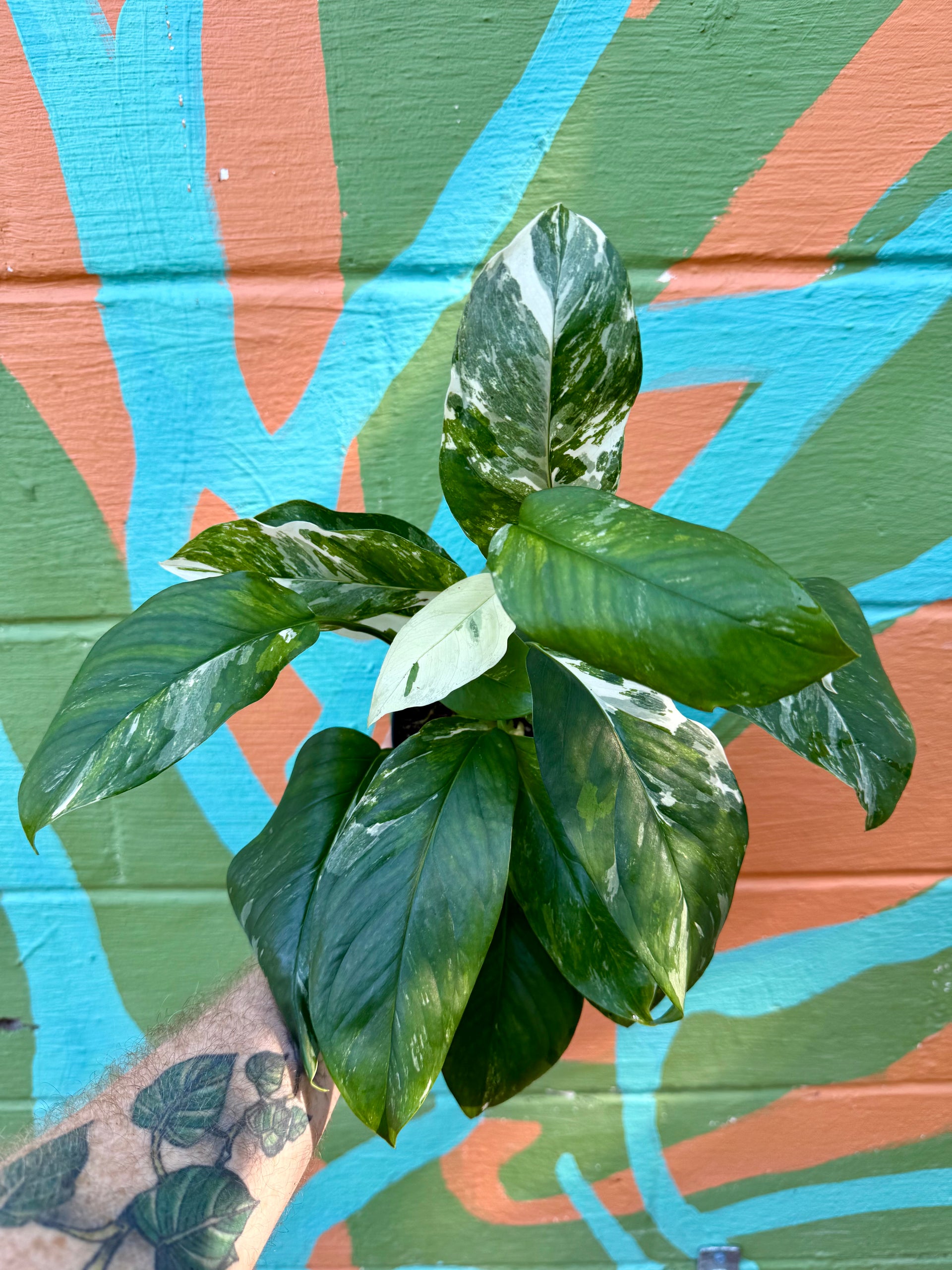 6” Monstera lechleriana variegated – Canopy Plant Co.
