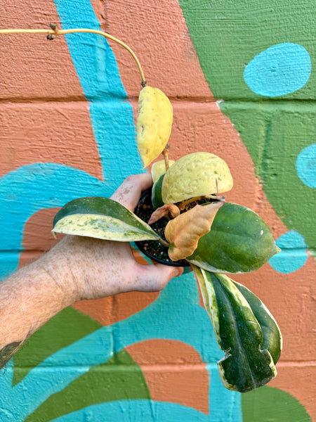 4” Hoya incrassata variegated – Canopy Plant Co