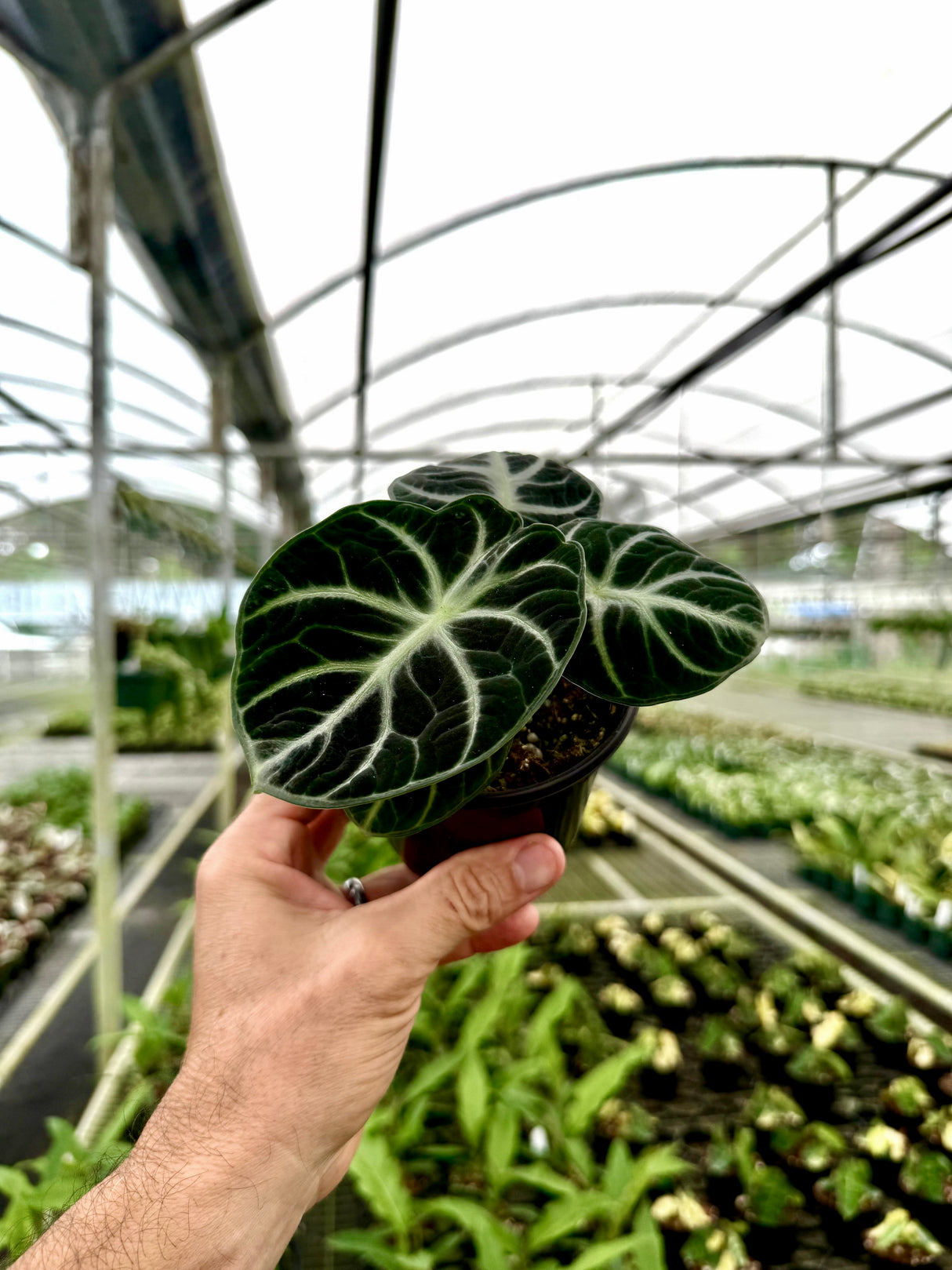 4" Alocasia ‘Ninja’