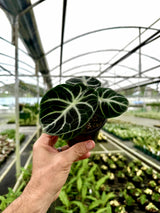4" Alocasia ‘Ninja’