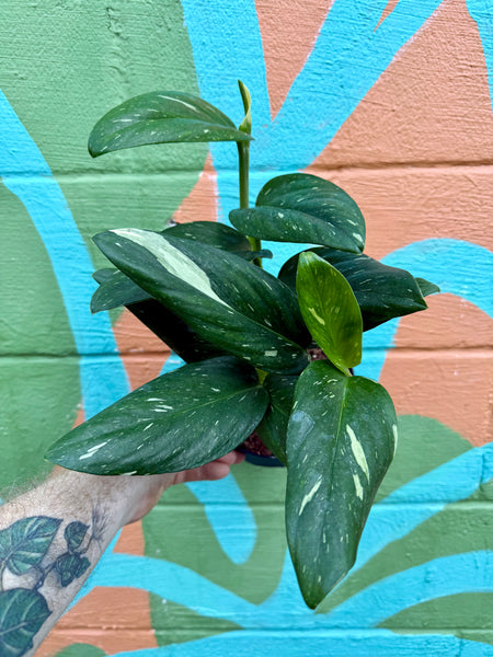 6" Monstera standleyana variegated  Canopy Plant Co.