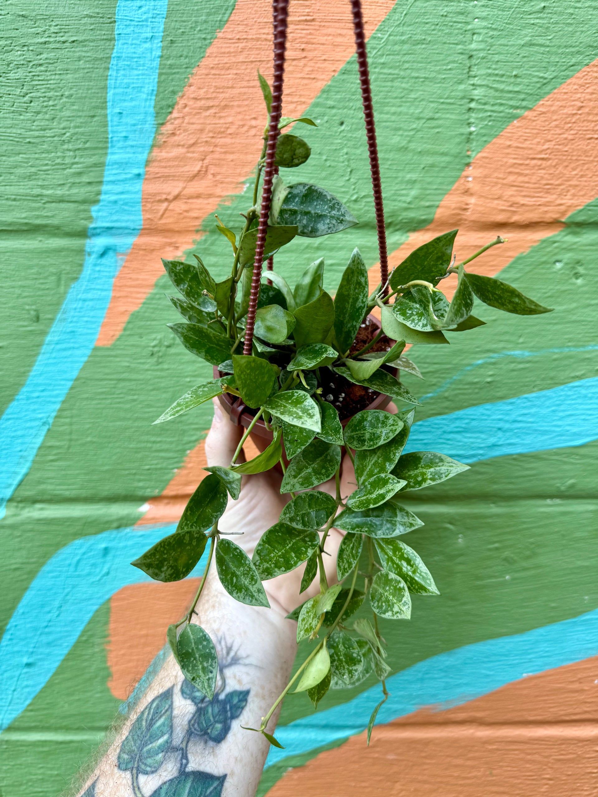 snow leopard hanging planter 4" Hoya lacunosa 'Snow Leopard' hanging basket
