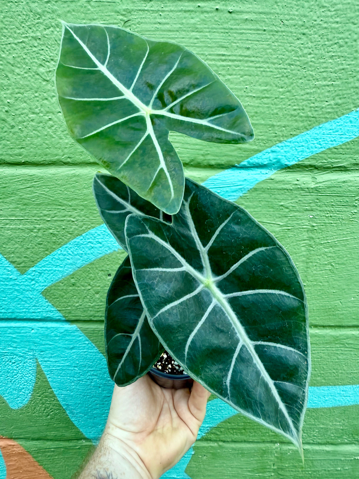 4" Alocasia longiloba ‘Purple Vein'