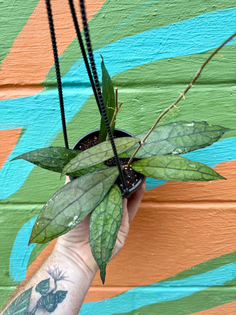 4" Hoya clemensiorum hanging basket - Canopy Plant Co.