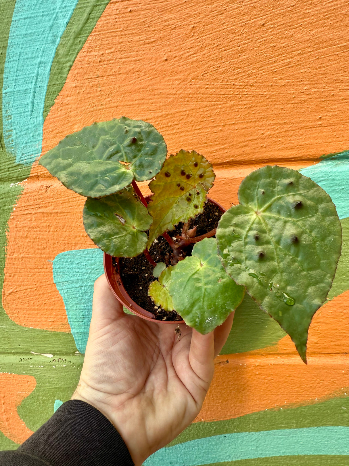 4" Begonia ferox