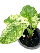 4" Alocasia gageana variegated (albo) - Canopy Plant Co.