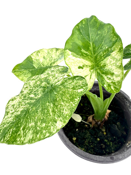 4" Alocasia gageana variegated (albo) - Canopy Plant Co.