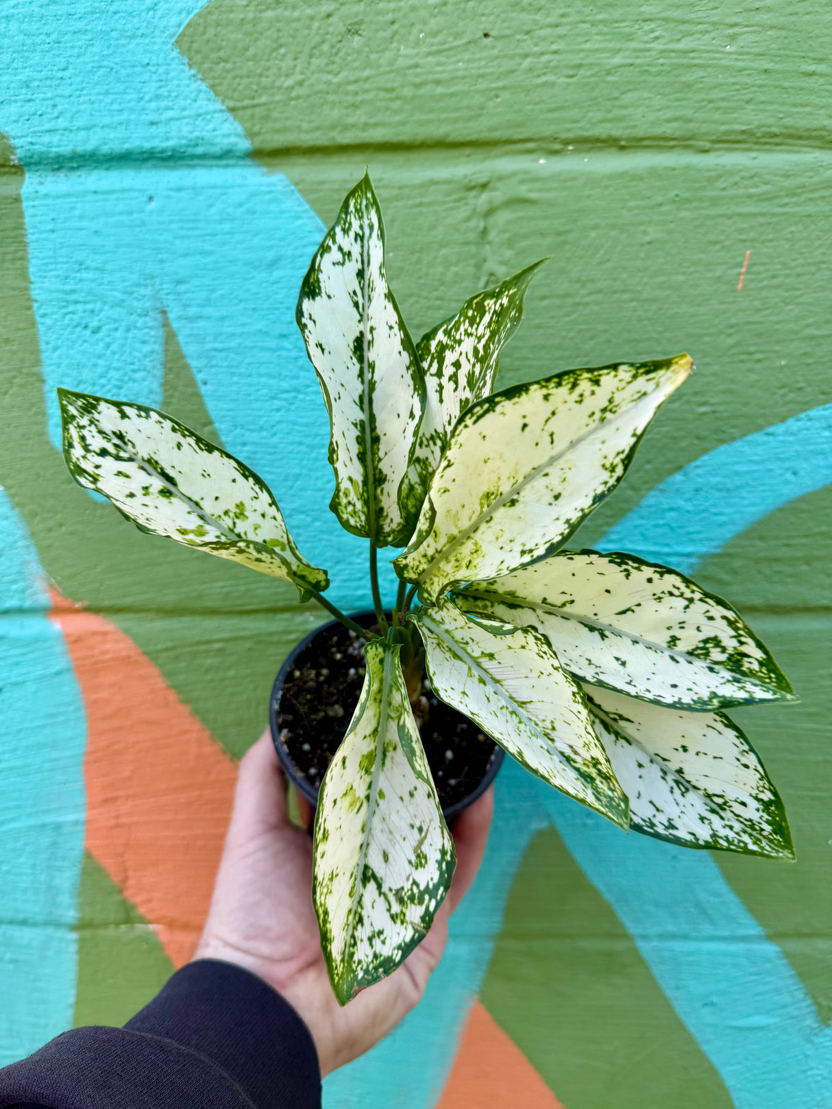 4” Aglaonema 'Paragon' - Canopy Plant Co.