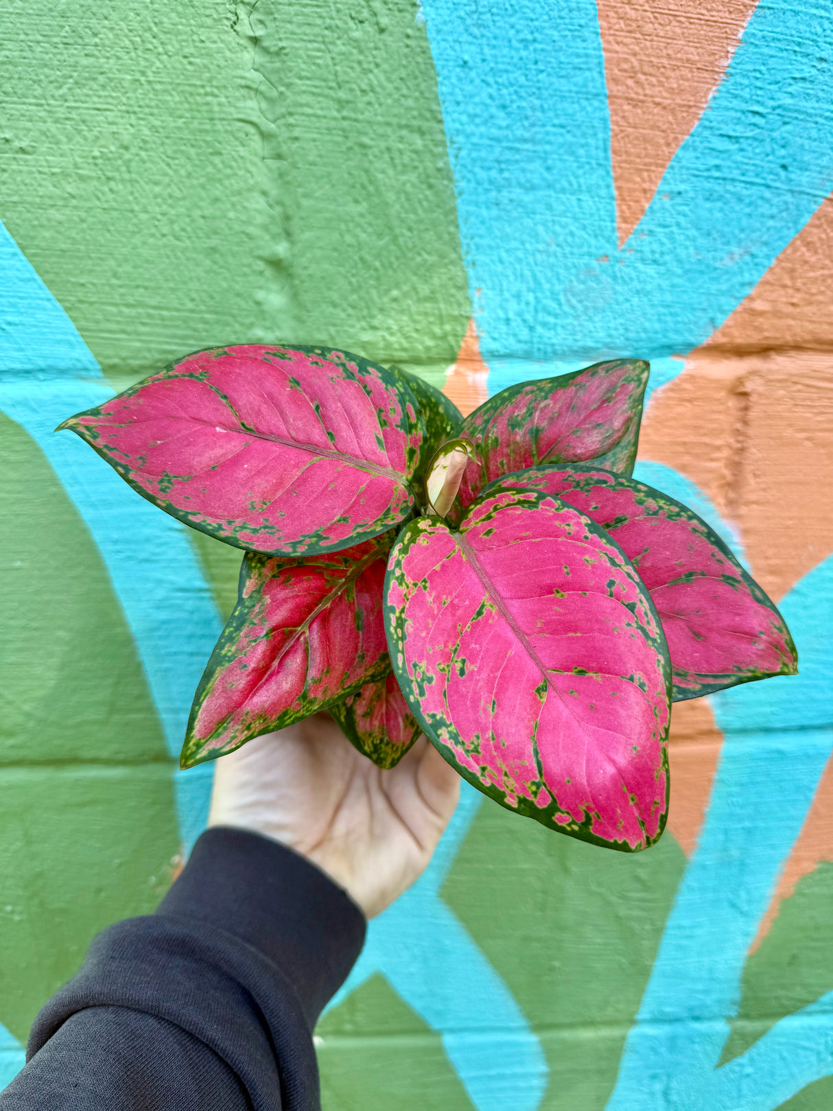4” Aglaonema 'Diamond Red'