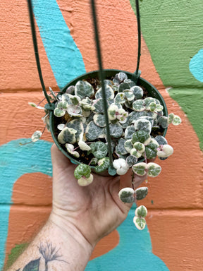 5” ‘String of Hearts' variegated hanging basket - Canopy Plant Co.