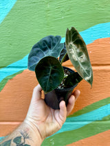 4" Alocasia 'Sedenii' (longiloba x cuprea) - Canopy Plant Co.