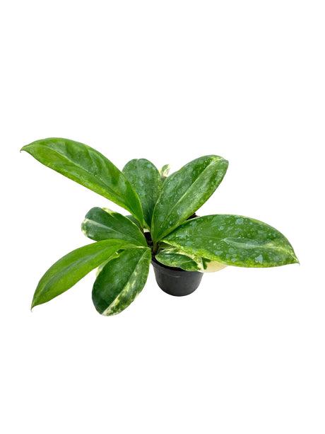 3" Hoya incrassata variegated - Canopy Plant Co.