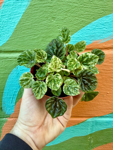 4" Peperomia ‘Freckles’ - Canopy Plant Co.