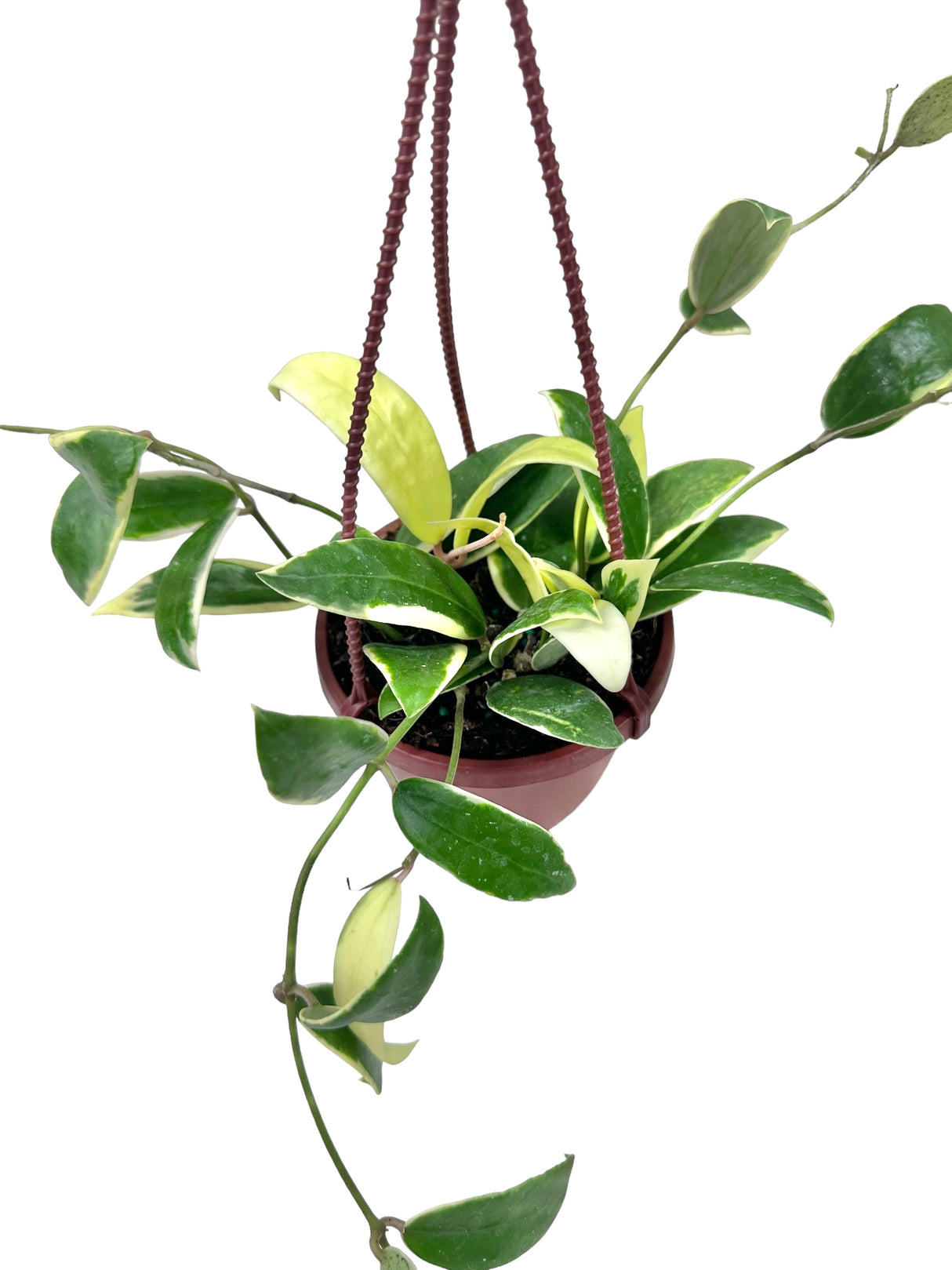 4" Hoya acuta outer variegated hanging basket