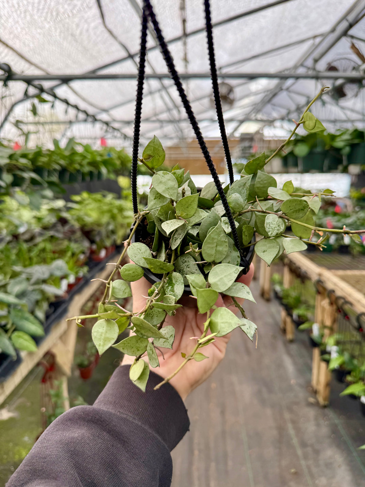4” Hoya krohniana ‘Super Silver' hanging basket - Canopy Plant Co.