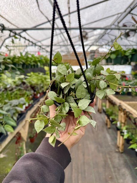 4” Hoya krohniana ‘Super Silver' hanging basket - Canopy Plant Co.