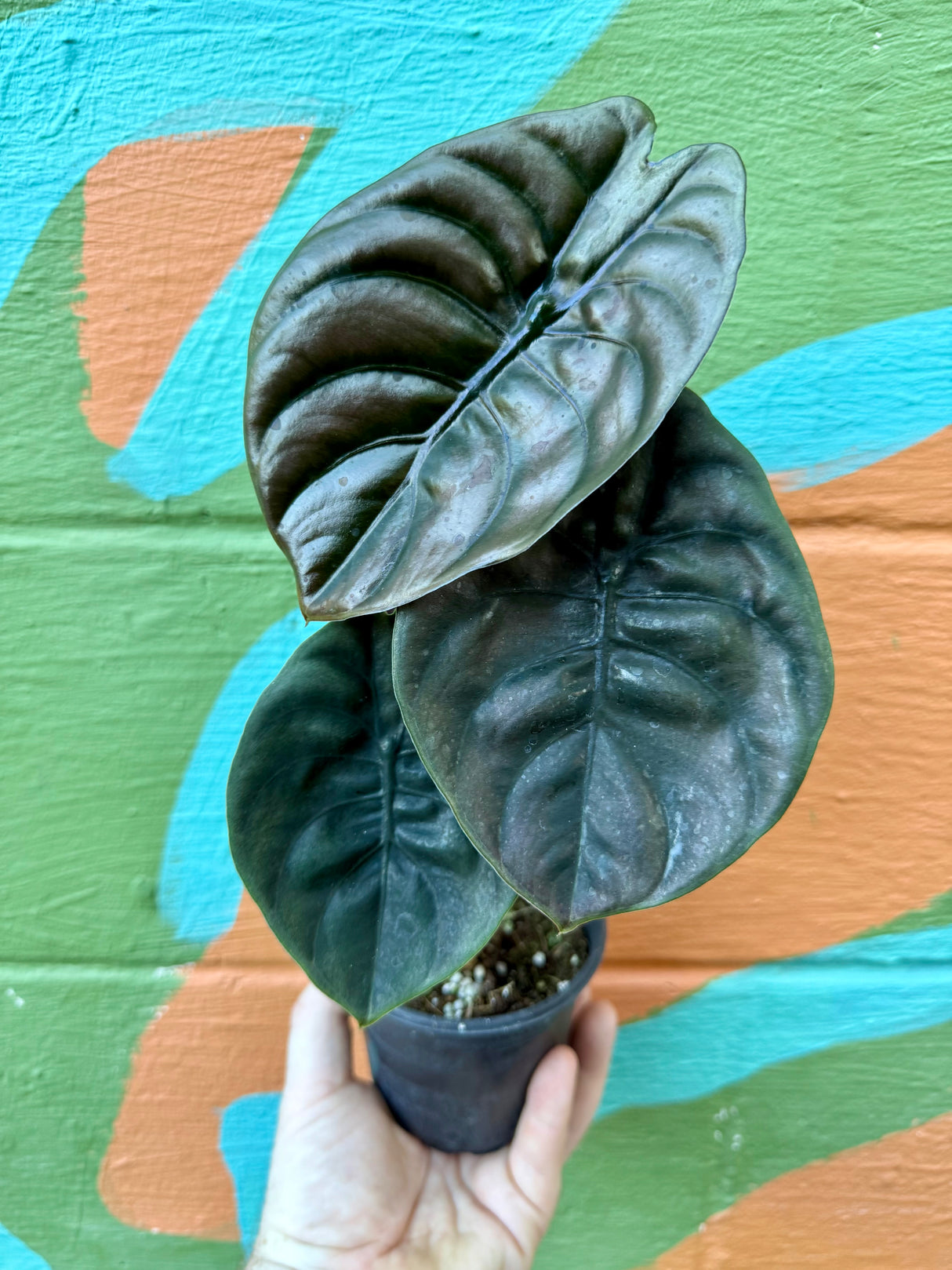 4" Alocasia cuprea 'Red Secret'