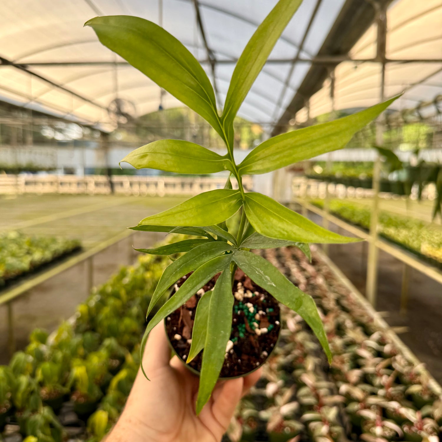4" Monstera subpinnata - Canopy Plant Co.