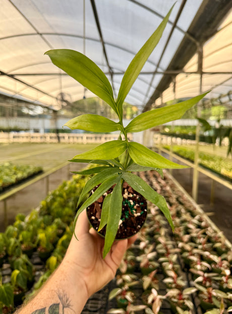4" Monstera subpinnata - Canopy Plant Co.