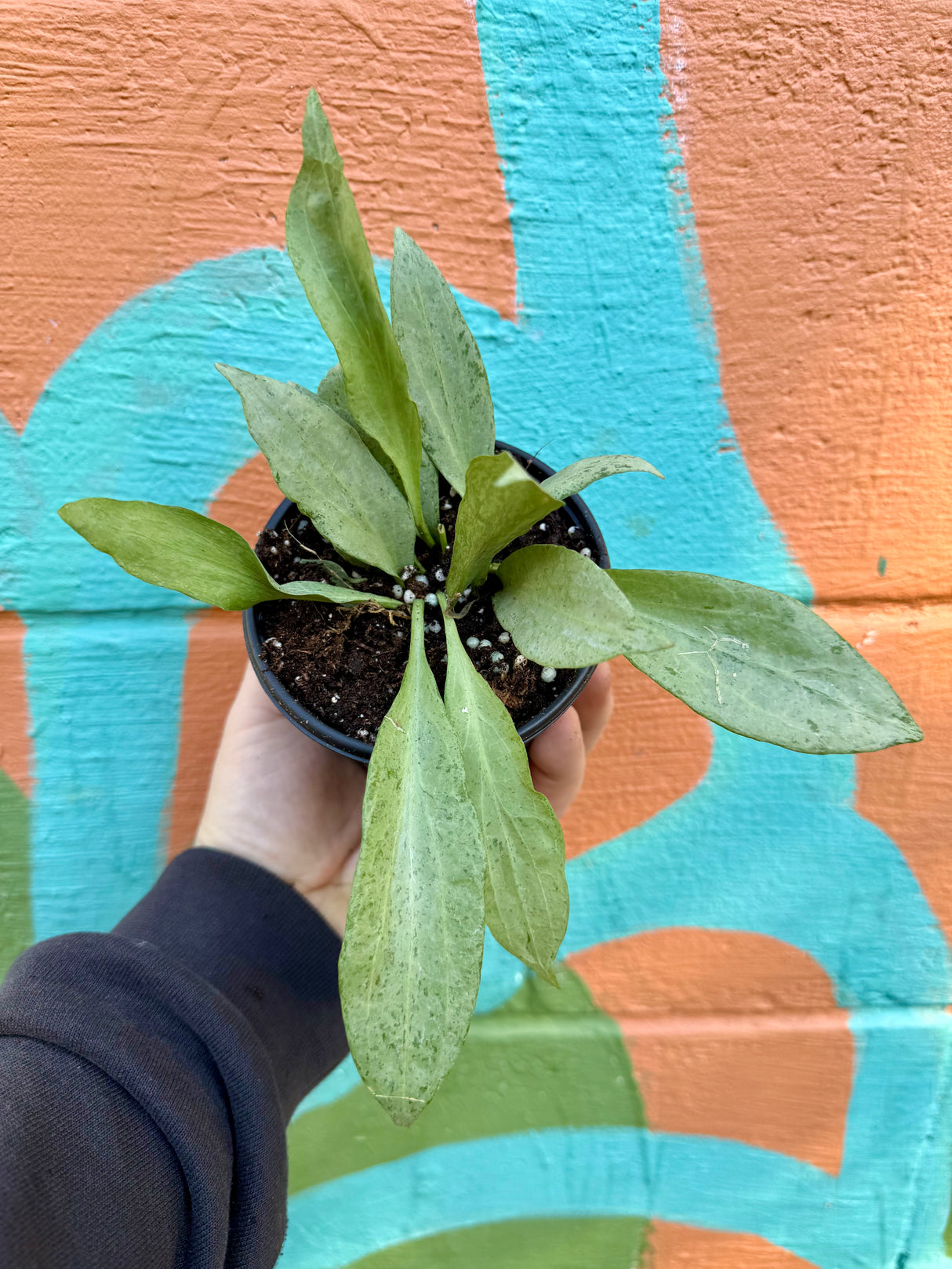 4" Hoya nicholsoniae 'New Guinea Ghost'