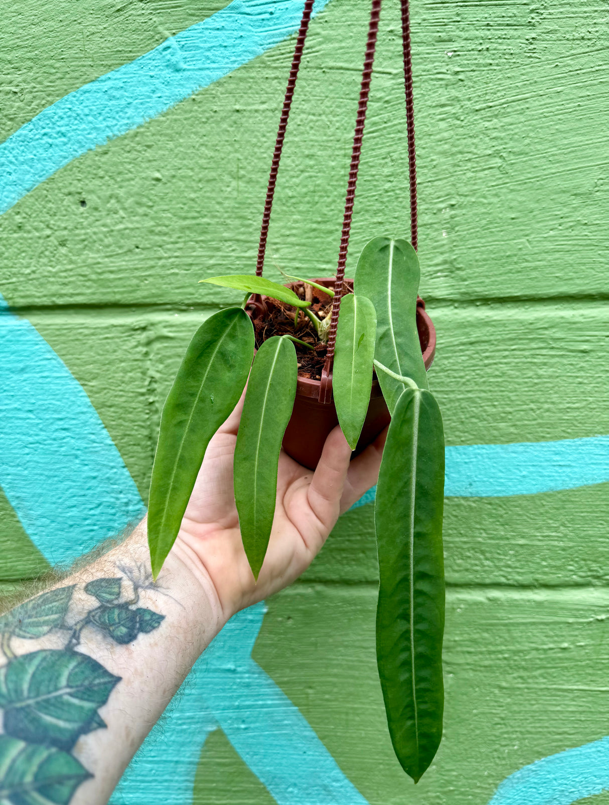 4" Anthurium pallidiflorum hanging basket