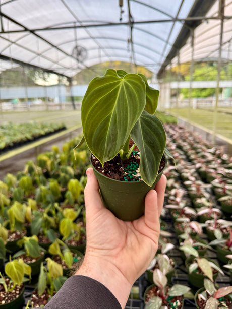 4” Philodendron ‘Splendid’ - Canopy Plant Co.