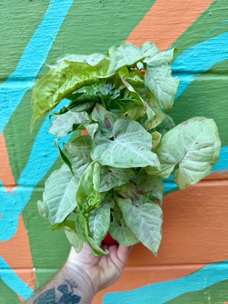 4" Syngonium ‘Milk Confetti’ - Canopy Plant Co.