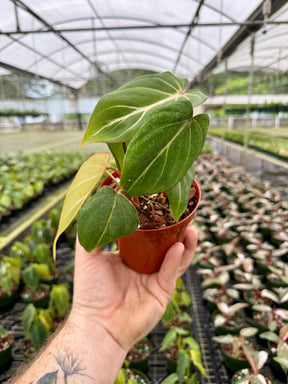 4" Philodendron gloriosum - Canopy Plant Co.