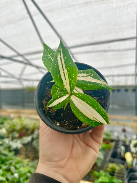 dracaena golden milky 4” Dracaena 'Milky Way' – Canopy Plant Co
