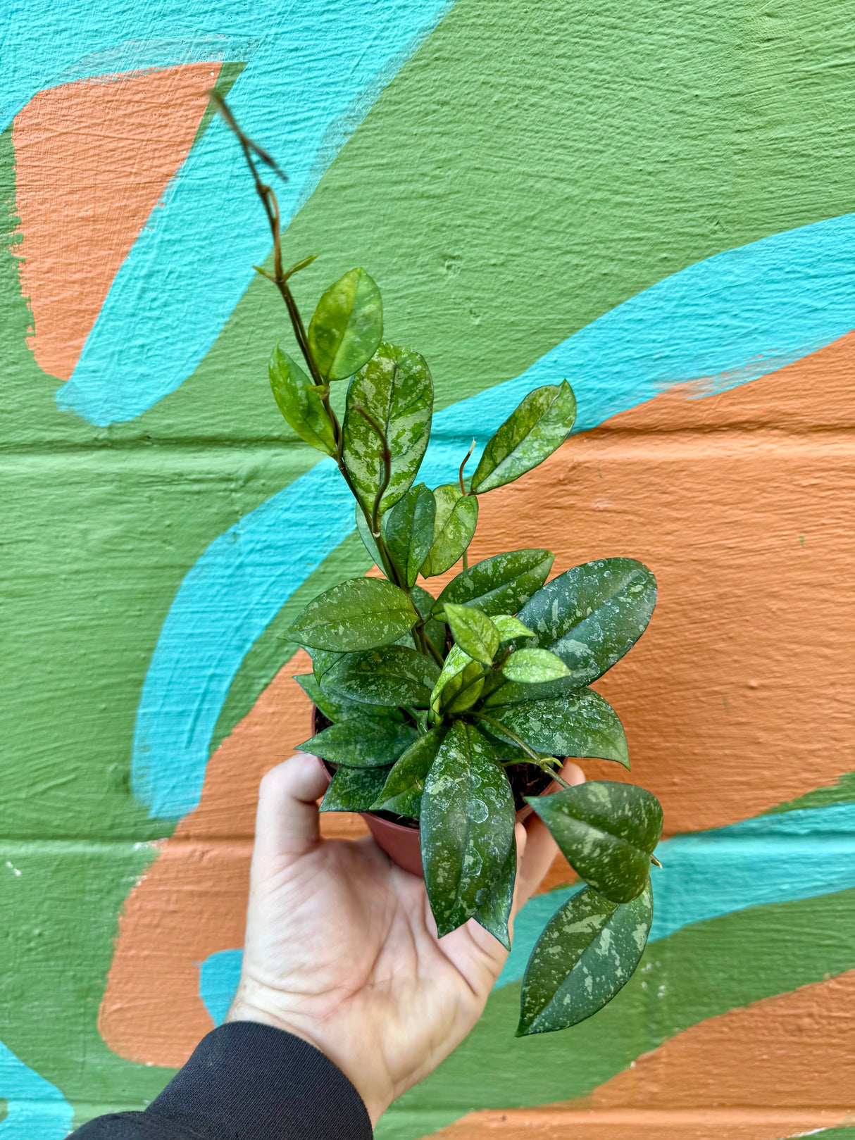 4” Hoya crassipetiolata 'Super Splash' - Canopy Plant Co.