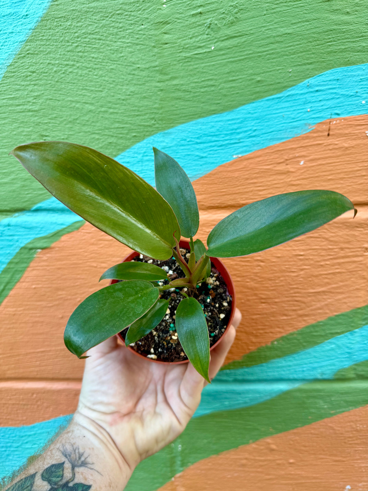 4” Philodendron 'Florida Bronze' - Canopy Plant Co.