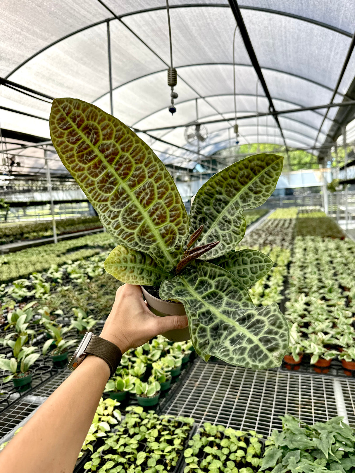 5” Labisia 'Turtle Back'