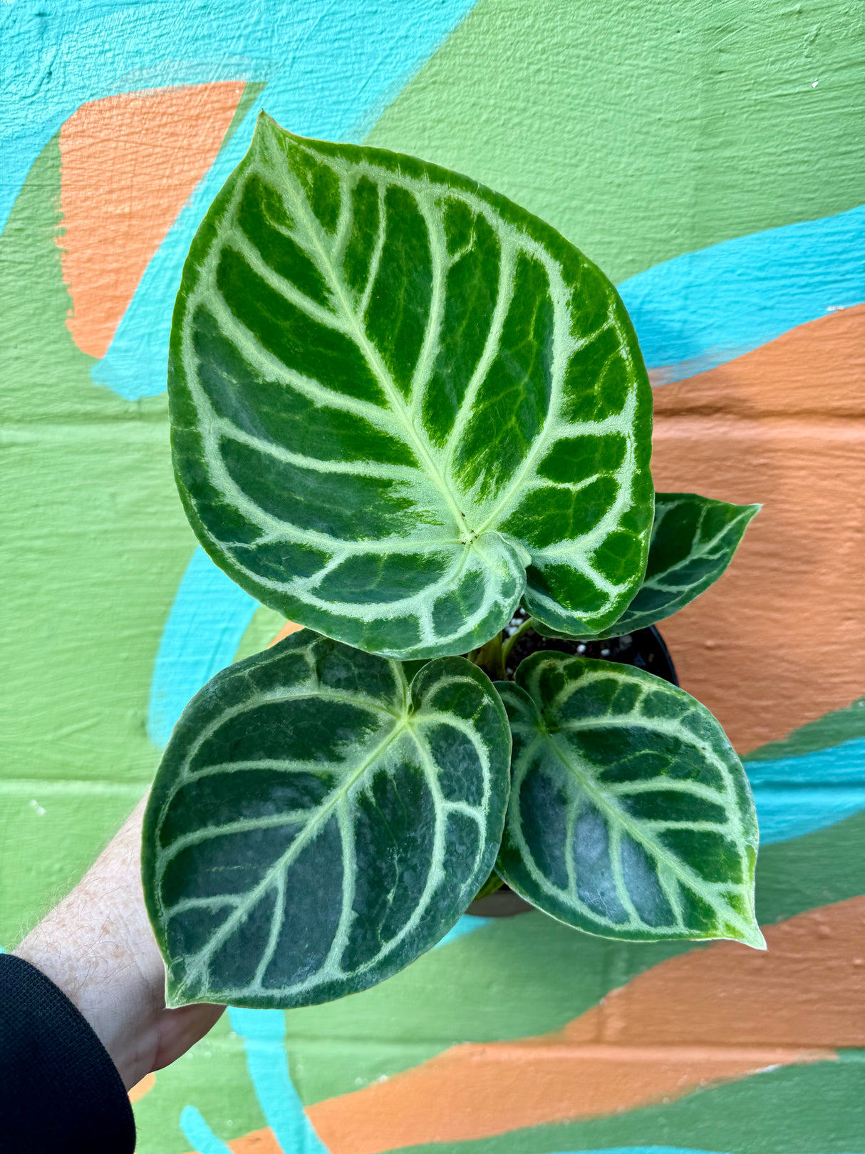 6” Anthurium ‘Dorayaki’