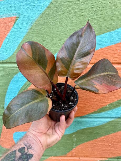 4" Philodendron ‘Black Cardinal’ variegated - Canopy Plant Co.