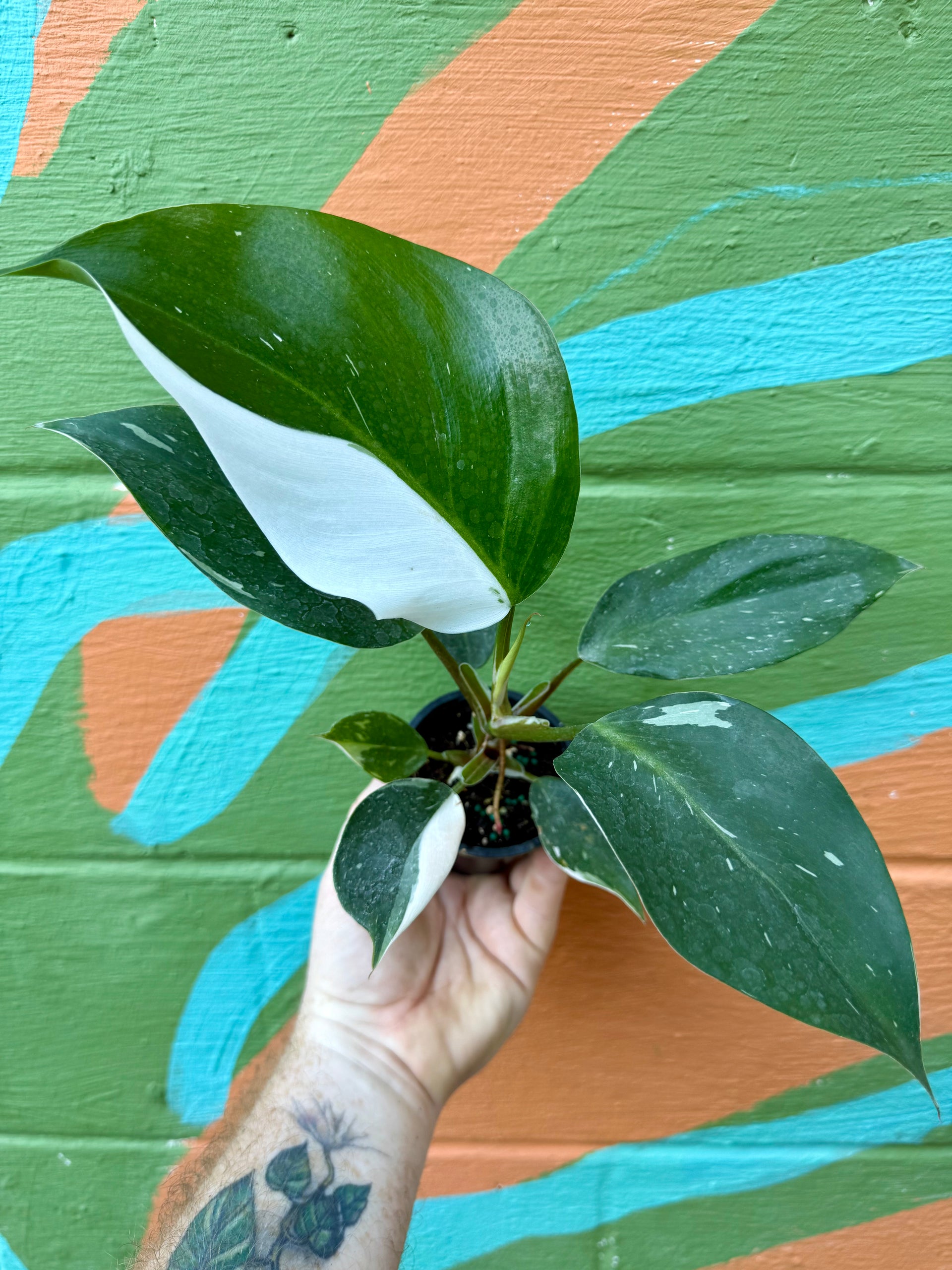 4” Philodendron 'White Knight' – Canopy Plant Co