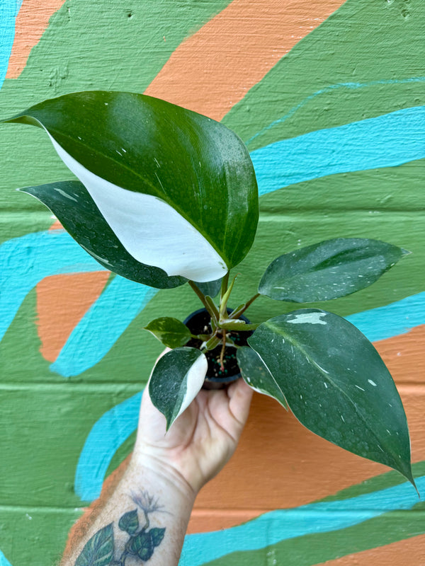 4” Philodendron 'White Knight' – Canopy Plant Co