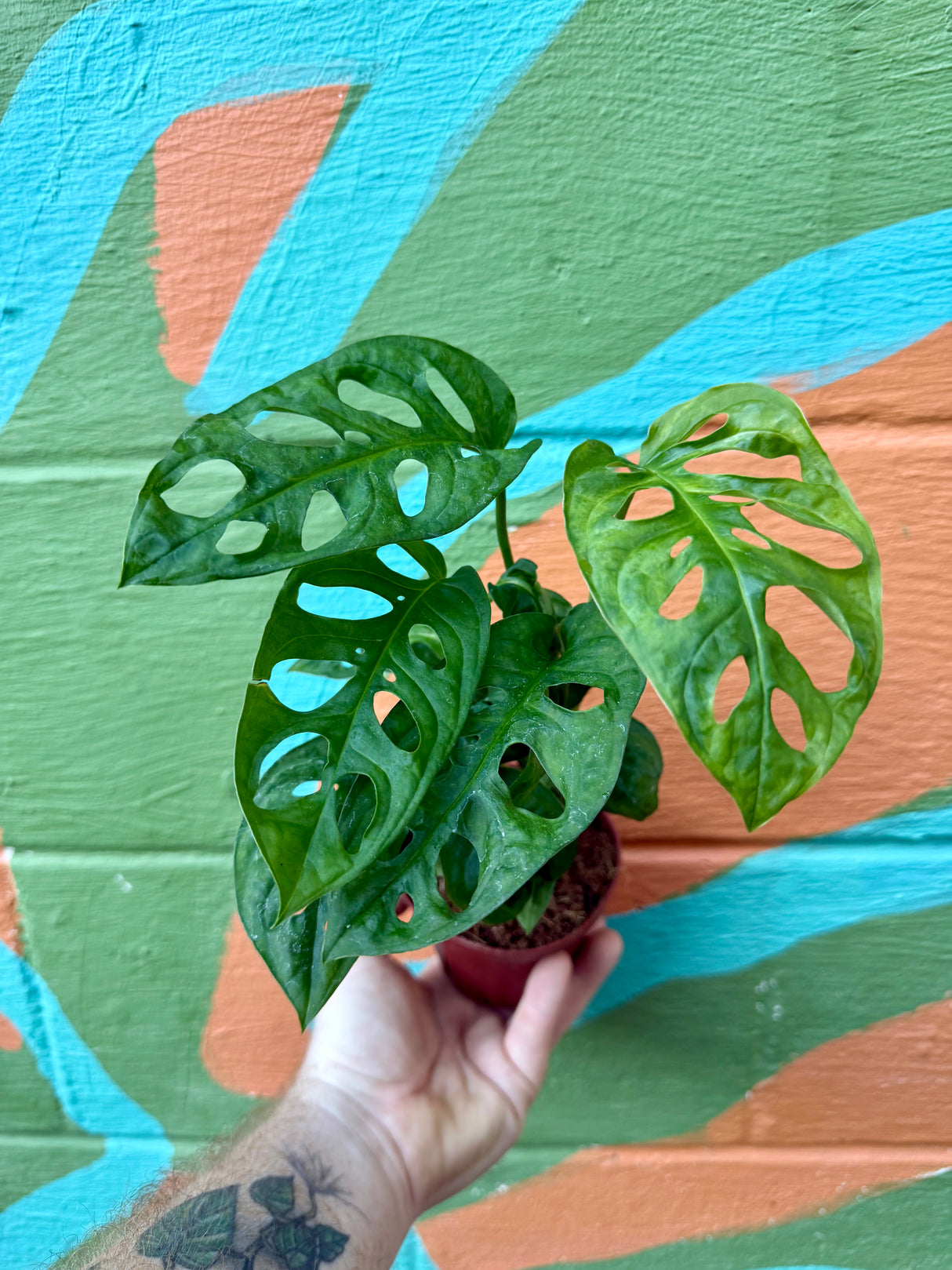 4" Monstera adansonii - Canopy Plant Co.