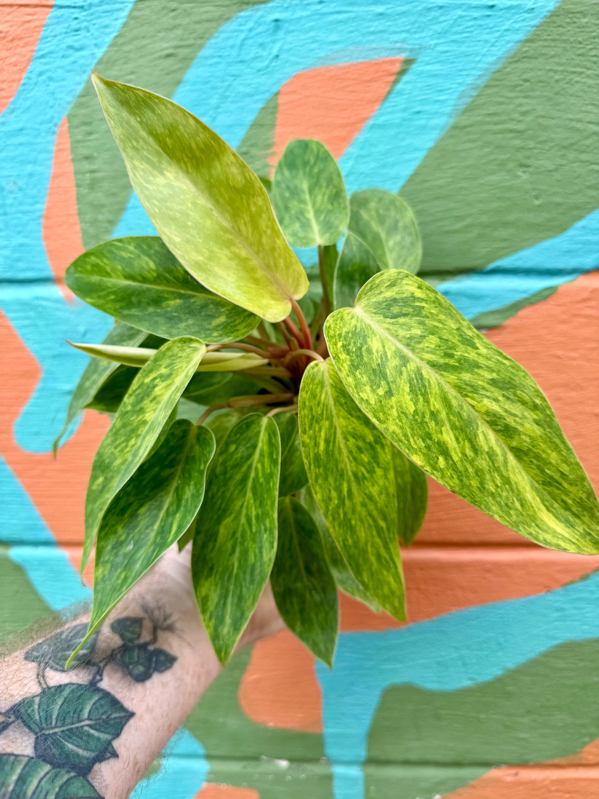 4" Philodendron ‘Painted Lady’