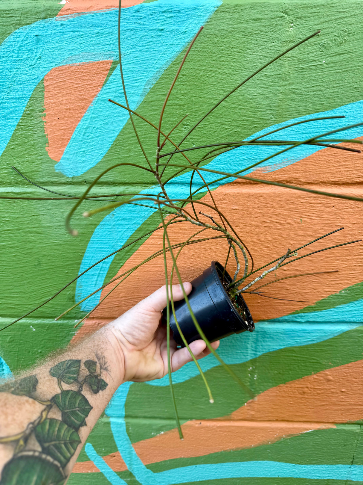 4” Hoya spartioides