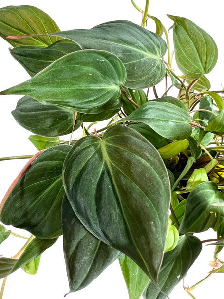 4” Philodendron Micans