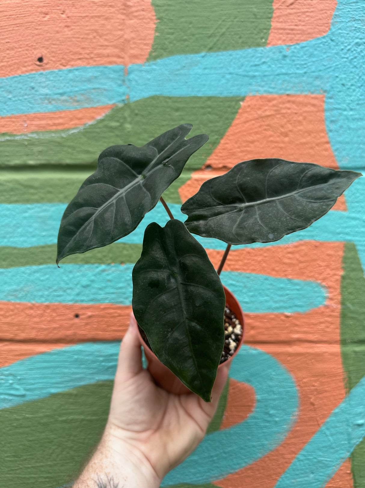 4” Alocasia chantrieri (metallica x sanderiana) - Canopy Plant Co.