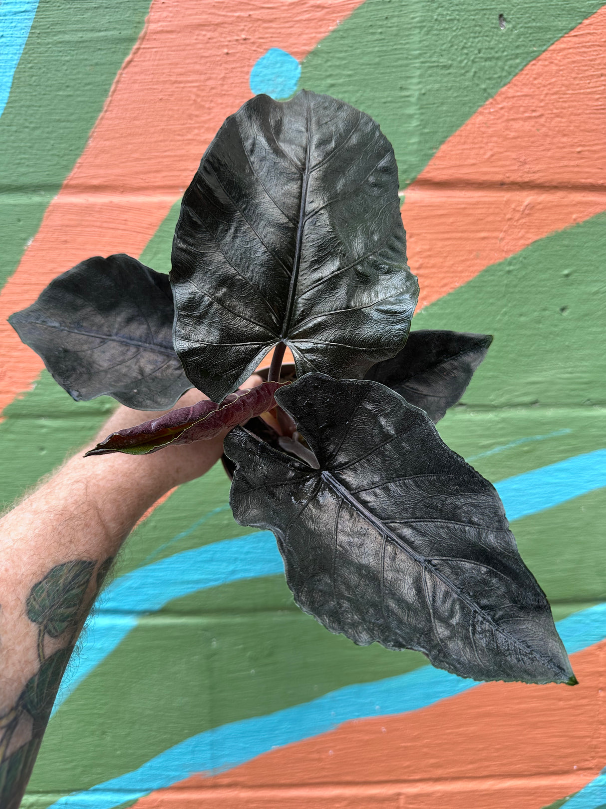 6” Alocasia ‘Antoro Velvet’