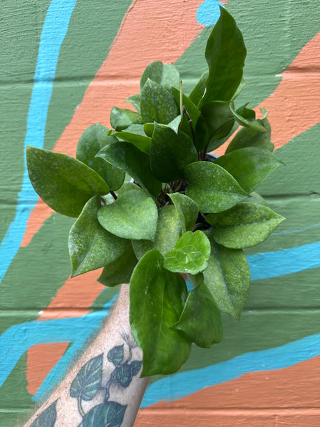 6" Hoya surigaoensis - Canopy Plant Co.