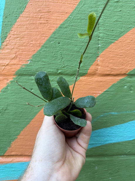 2” Hoya rotundiflora - Canopy Plant Co.