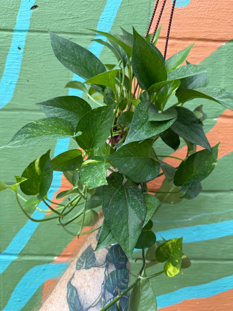 4" Pothos 'Golden' hanging basket