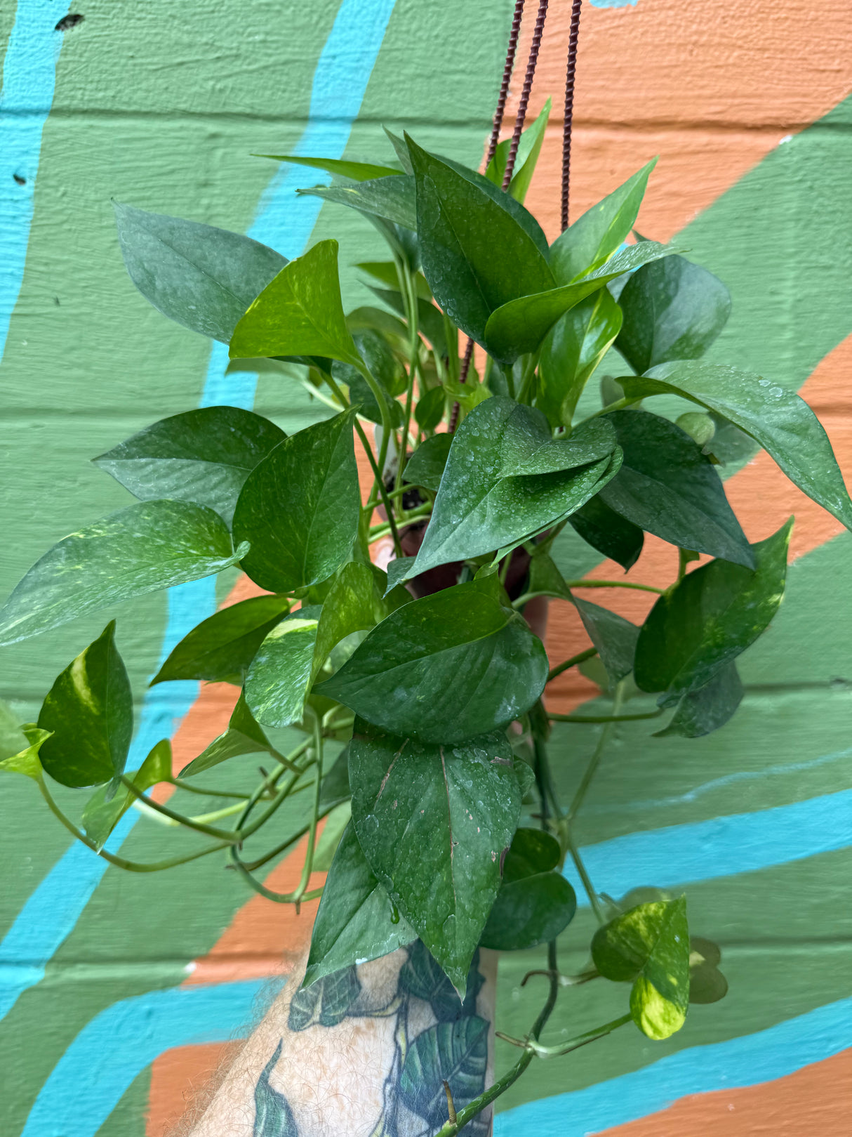 4" Pothos 'Golden' hanging basket - Canopy Plant Co.